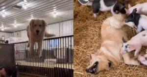 Golden Retriever si butta nella stalla per prendere l’affetto dei maiali e diventa virale nel web (VIDEO)