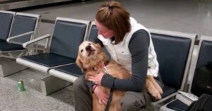 Golden Retriever non trattiene l’emozione nel rivedere la sua mamma militare che torna a casa (VIDEO)