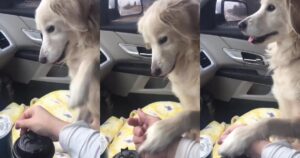 Golden Retriever appena adottata mostra tutta la sua gratitudine (VIDEO)