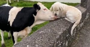 Golden Retriever felice da i baci sul volto della sua migliore amica mucca (VIDEO)