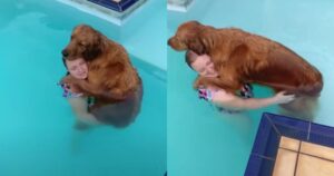 Golden Retriever non vuole uscire dalla piscina è tenerissimo (VIDEO)