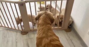 Golden Retriever si dimostra un padre amorevole e riesce commuovere il web (VIDEO)