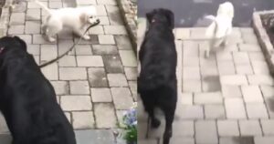 Golden Retriever porta a spasso un cane al guinzaglio e stupisce tutti (VIDEO)