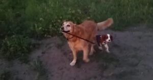 Golden Retriever porta al guinzaglio il suo amico cagnolino per fare una passeggiata (VIDEO)