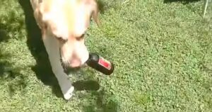 Golden Retriever porta la birra al suo proprietario e affascina tutti (VIDEO)