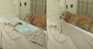 Golden Retriever rimbocca le coperte alla sua proprietaria che si è addormentata con il telefono in mano (VIDEO)