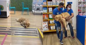 Golden Retriever rimorchiato dall’asilo per cani poiché non voleva andare via (VIDEO)