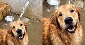 Golden Retriever decide di riparare il rubinetto ma qualcosa va storto (VIDEO)