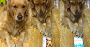 Golden Retriever vede un video in cui russa nello smartphone e la sua reazione colpisce tutti (VIDEO)