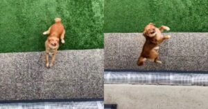 Golden Retriever salta di gioia quando i suoi genitori tornano a casa (VIDEO)