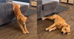 Golden Retriever scivola dal divano quando ha sonno e diverte il web (VIDEO)