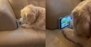 Golden Retriever guarda i video degli scoiattoli per passare il tempo (VIDEO)