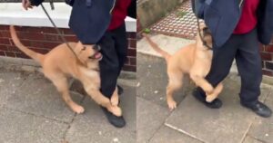 Golden Retriever non lascia andare a scuola il suo fratellino umano (VIDEO)