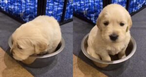 Golden Retriever seduto in una scodella fa innamorare gli utenti del web (VIDEO)