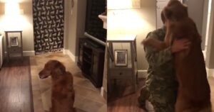 Golden Retriever si commuove dopo aver rivisto il suo proprietario dopo nove mesi (VIDEO)