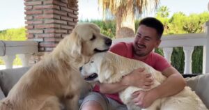 Golden Retriever si rifiuta di accettare che il suo proprietario coccoli un altro cane (VIDEO)