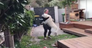 Golden Retriever si riunisce con la sua famiglia e l’emozionante video diventa virale (VIDEO)