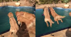 Golden Retriever si tuffano in piscina e conquistano tutti (VIDEO)