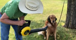 Il Golden Retriever si diverte nella spa domestica più economica di sempre (VIDEO)