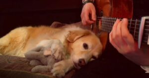 Golden Retriever accompagna il suo proprietario mentre suona e lo ama moltissimo (VIDEO)