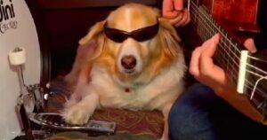 Golden Retriever suona l’intro di una canzone degli Artic Monkeys e diventa virale (VIDEO)