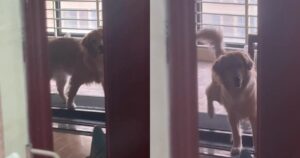 Golden Retriever viene sorpreso mentre faceva una passeggiata impossibile sopra il tapis roulant (VIDEO)