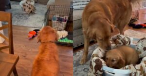 Golden Retriever trova una sorpresa nella cesta nascosta da una coperta (VIDEO)