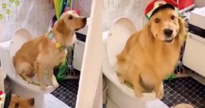 Golden Retriever utilizzano il bagno e impressionano tutti nel web