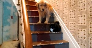 Golden Retriever deve vincere la sua paura di passare davanti al gatto (VIDEO)