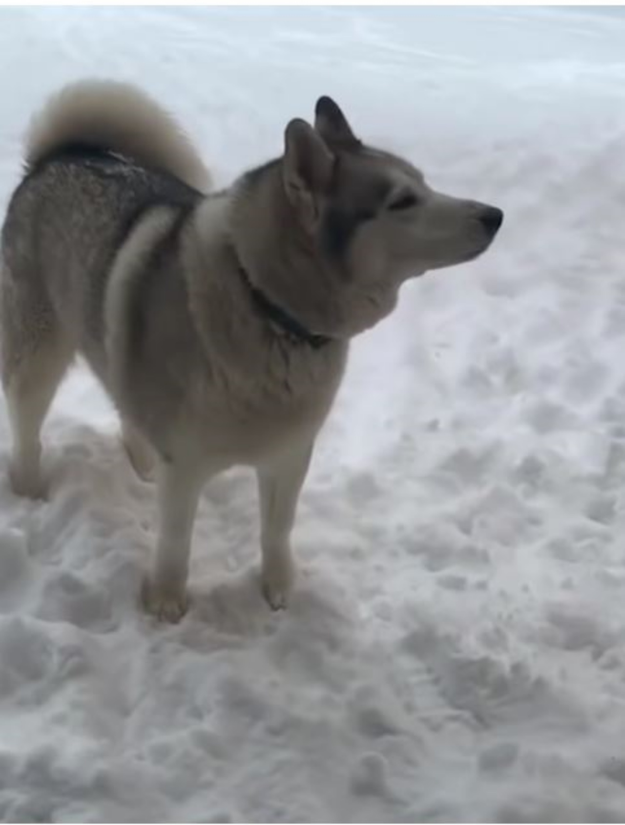 Un Husky di nome Malakai