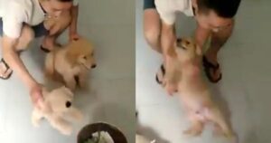 Un uomo applica il metodo di insegnamento peggiore per il suo Golden Retriever e viene criticato (VIDEO)