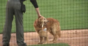 Golden Retriever portaborracce entusiasma il Baseball della Little League (VIDEO)