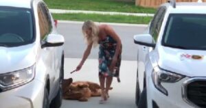 Golden Retriever impedisce ai suoi proprietari di andarsene e ruba anche un dolcetto (VIDEO)