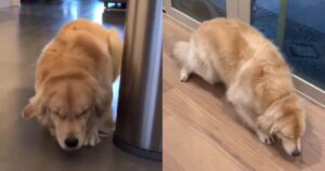 Golden Retriever ha un’aria colpevole, fa in modo che se la cavi da ogni situazione (VIDEO)