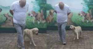 Labrador Retriever danza e conquista tutti gli utenti del web (VIDEO)