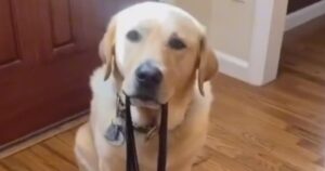 Guarda cosa fa questo Labrador Retriever ogni volta che i suoi genitori cercano di uscire (VIDEO)