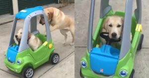 Labrador spinge il suo amico cagnolino nel macchinina giocattolo (VIDEO)