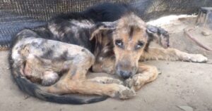 Cagnolino disidratato e scheletrico nonostante fosse pronto a lasciarsi andare, è protagonista di un miracolo