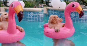 Golden Retriever si diverte in piscina con il suo fenicottero galleggiante (VIDEO)