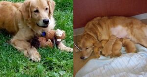 Salvano un Golden Retriever senza sapere che in realtà stavano salvando altre e tre vite