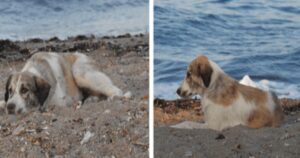 Cagnolino randagio insegue una donna sulla spiaggia si rivela essere un tesoro sotto mentite spoglie (VIDEO)