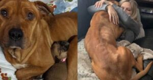 Cagnolina abbandonata diventa una “mamma eroina”: preferisce morire di fame pur di far sopravvivere i suoi cuccioli