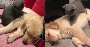 Gattino massaggia il Golden Retriever per farlo rilassare (VIDEO)