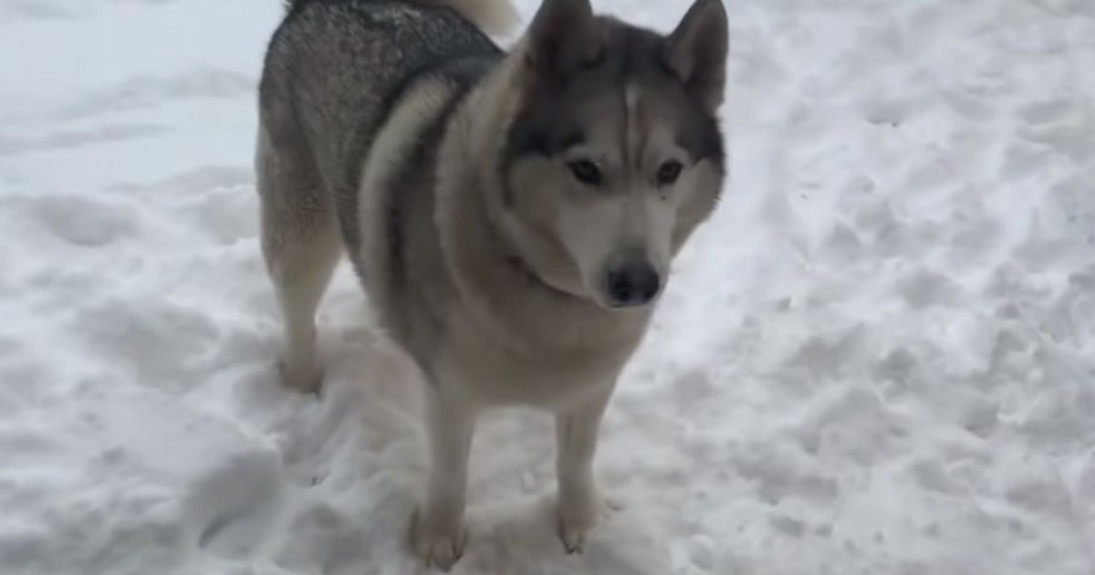 Un Husky di nome Malakai