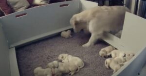 Mamma Golden Retriever fa capire al suo cucciolo spaventato che è lì con lui (VIDEO)