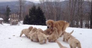 Golden Retriever mamma gioca con i suoi cuccioli nella neve (VIDEO)