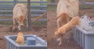 Mucca interviene quando il Golden Retriever va a rinfrescarsi nella sua mangiatoia (VIDEO)