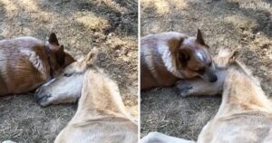 Cavallino rimane orfano appena nato: un cucciolo di cane si prende cura di lui tutto il tempo (VIDEO)