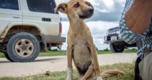 Cagnolino paralizzato e con lesione spinale striscia per kilometri per chiedere aiuto