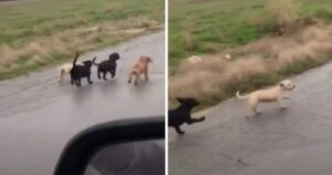 Quattro cagnolini sono stati scaricati in strada nel modo più vile: erano afflitti e spaesati (VIDEO)